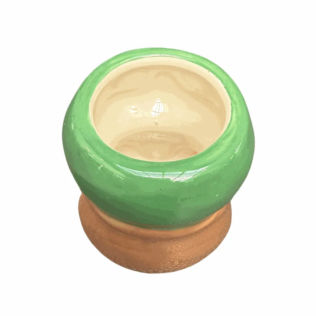 tortuga2.webp