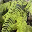 jacaranda 2.webp