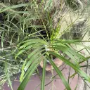 phoenix 2.webp