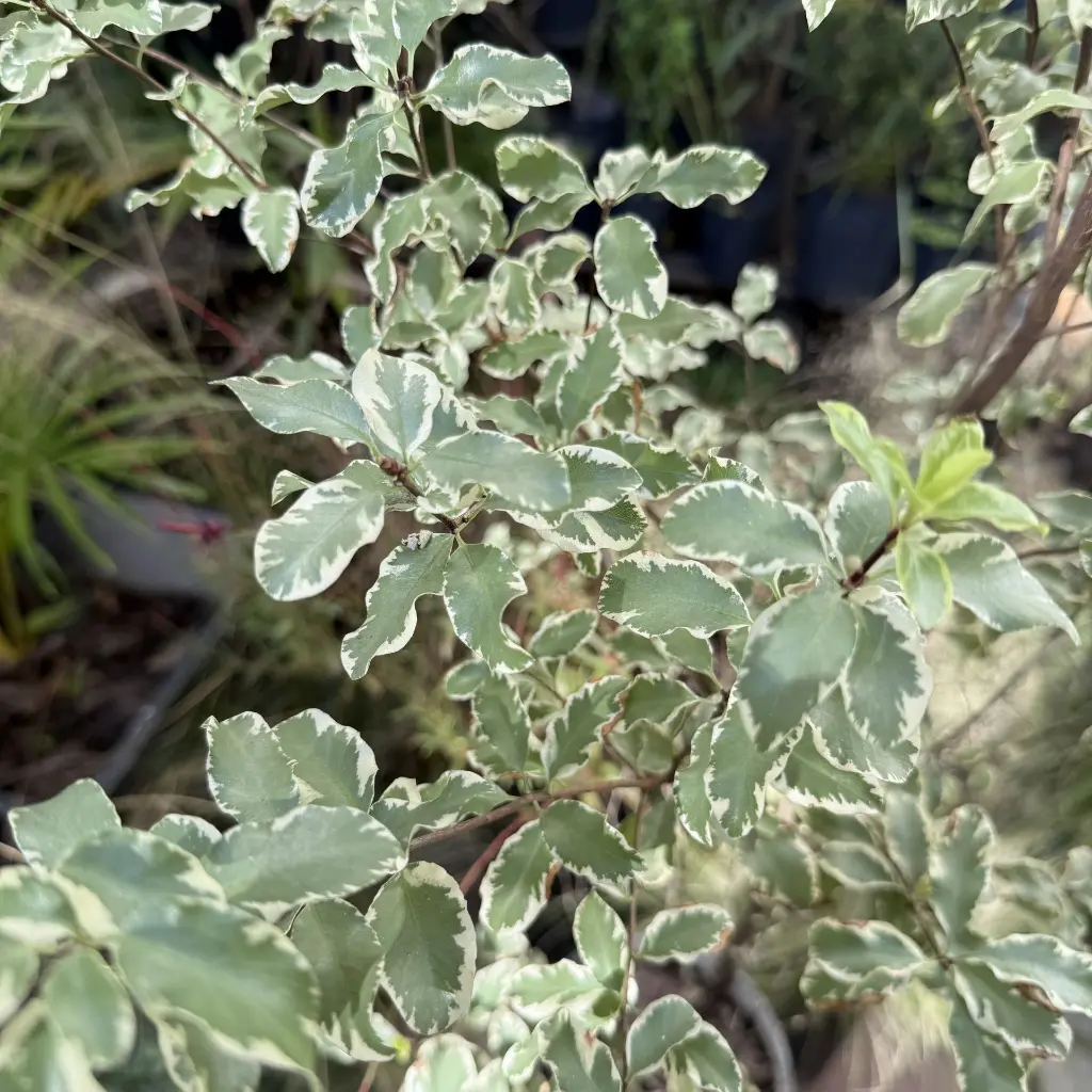 pittosporum 2.webp