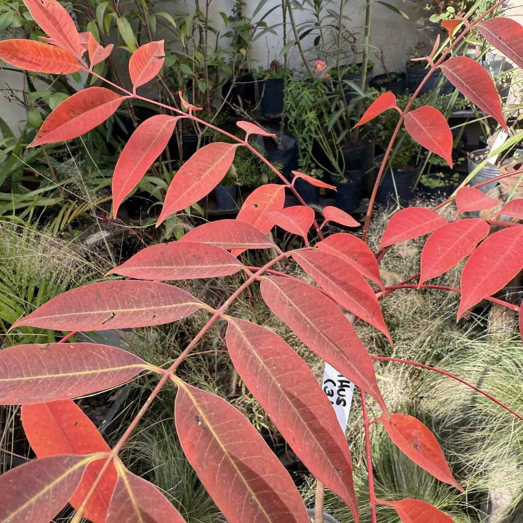 rhus 2.webp