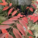 rhus 2.webp
