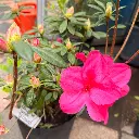 azalea 2.webp