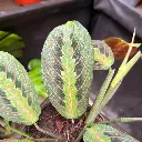 maranta 2.webp