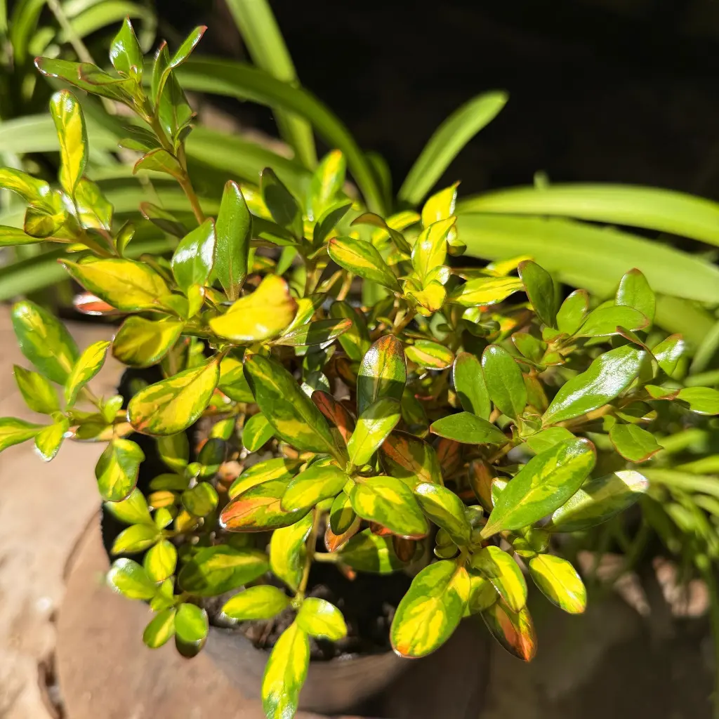 coprosma 2.webp