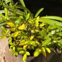 coprosma 2.webp