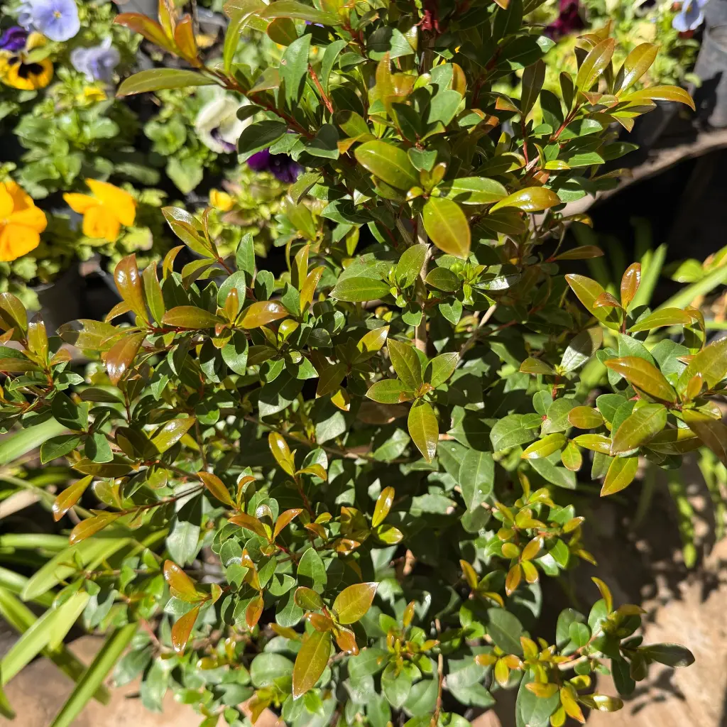 eugenia 2.webp