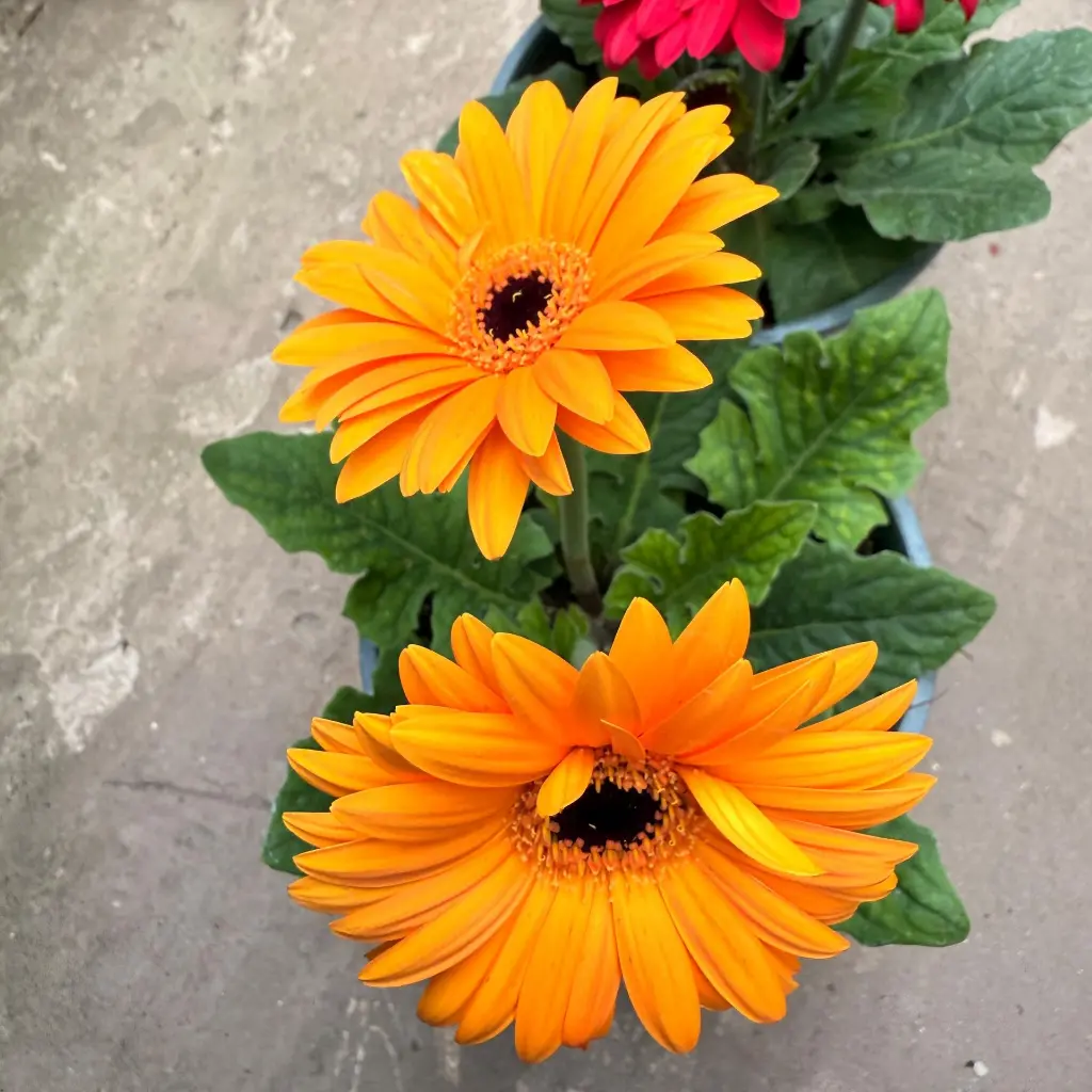 gerbera 2.webp