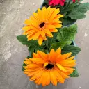 gerbera 2.webp