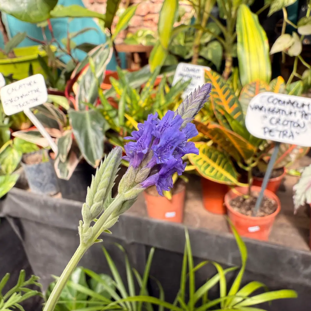 lavanda pinata 2.webp
