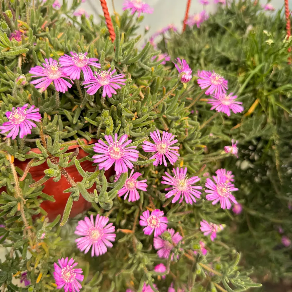 manto rosa cl 2.webp