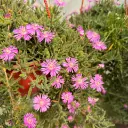 manto rosa cl 2.webp