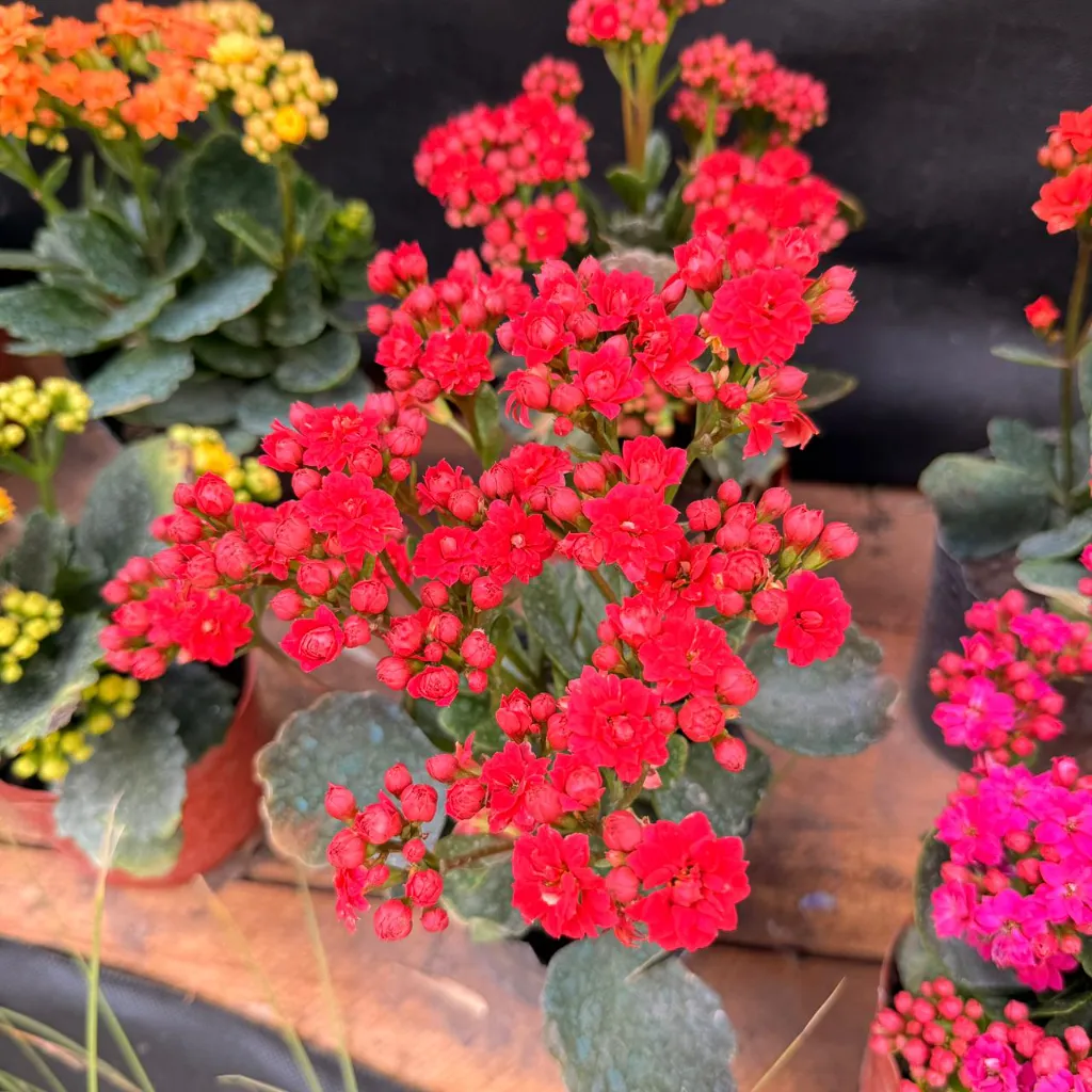 kalanchoe rojo.webp