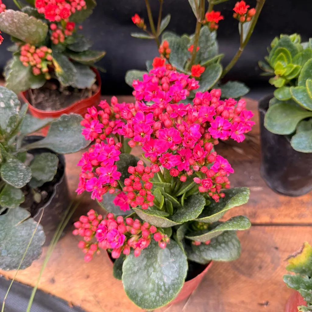 kalanchoe fucsia.webp