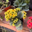 kalanchoe amar.webp