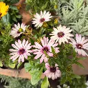 d5.webp