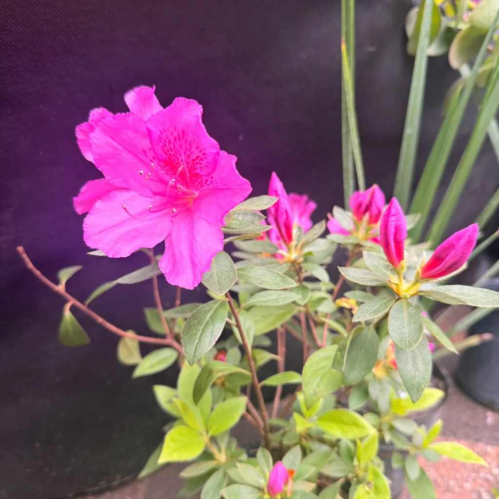 azalea 4.webp