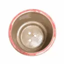 estrella2.webp