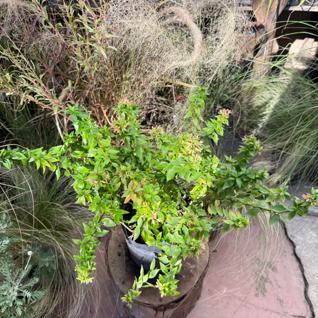 Linnaea floribunda "Abelia"