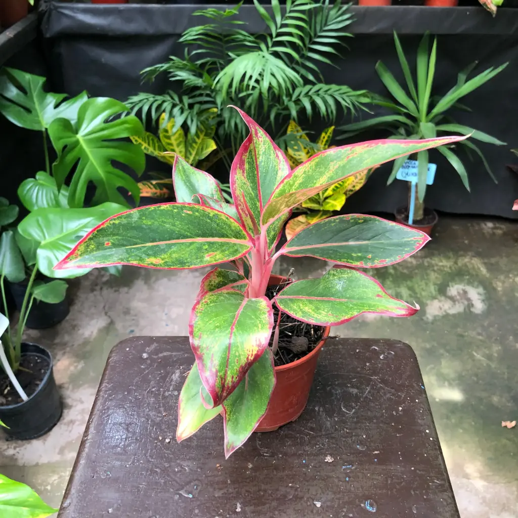 Aglaonema Commutatum Creta "Aglonema rosa" Maceta N°15