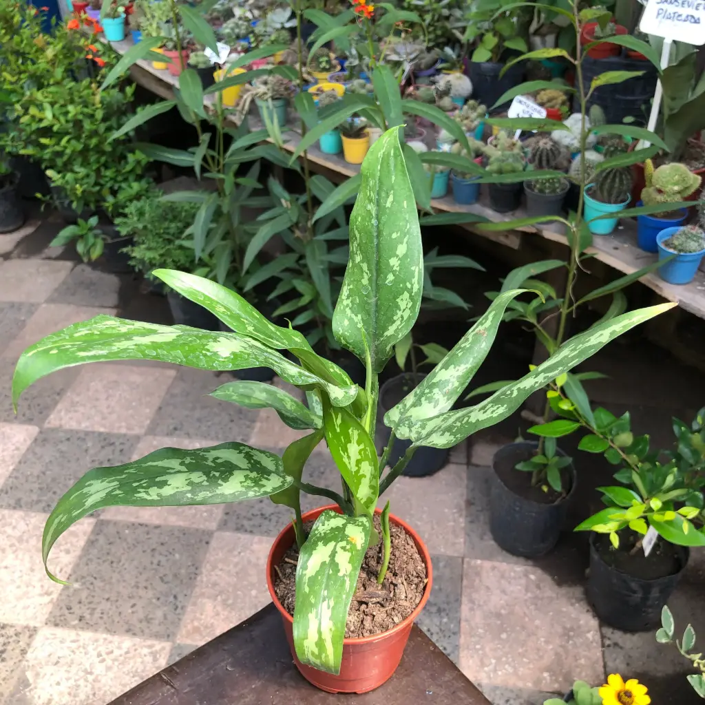 Aglaonema Commutatum Maceta N°12