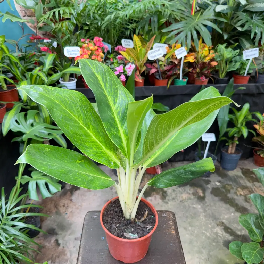 Aglaonema King of Siam Maceta N°17