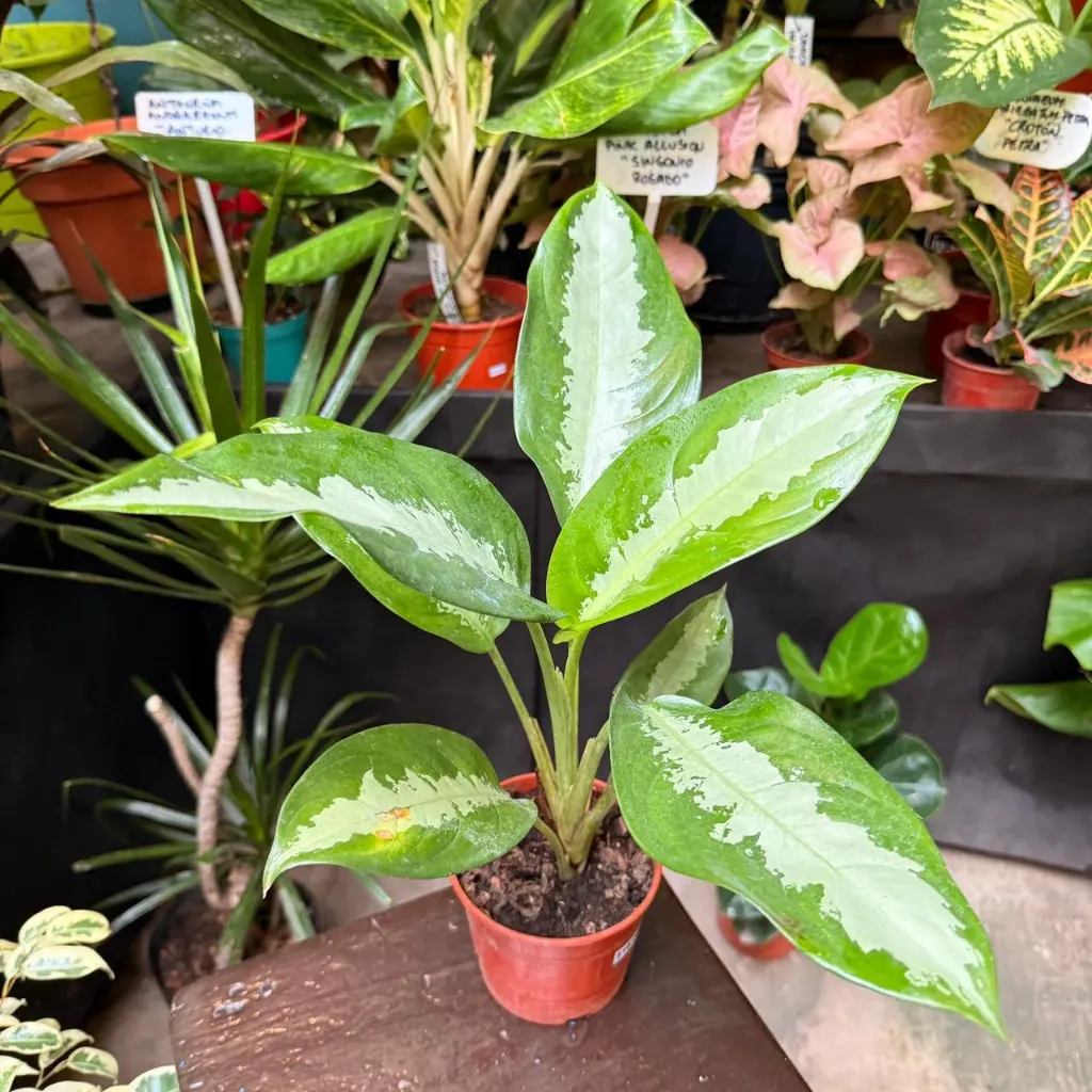 Aglaonema Pattaya Maceta N°12