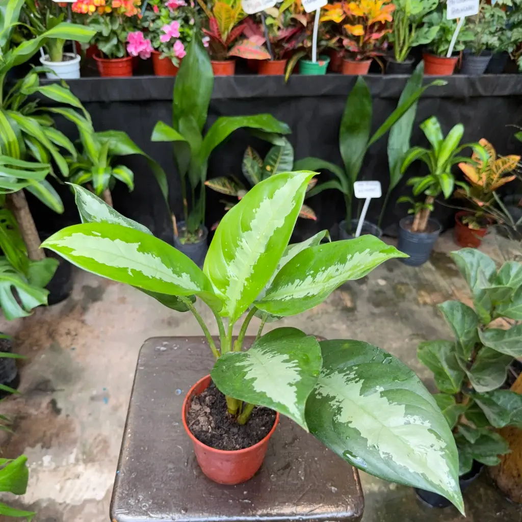 Aglaonema Pattaya Maceta N°12