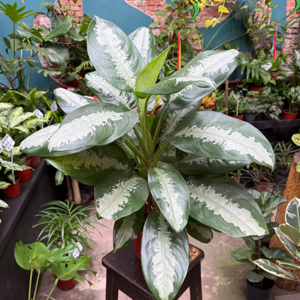 Aglaonema Pattaya Maceta N°19