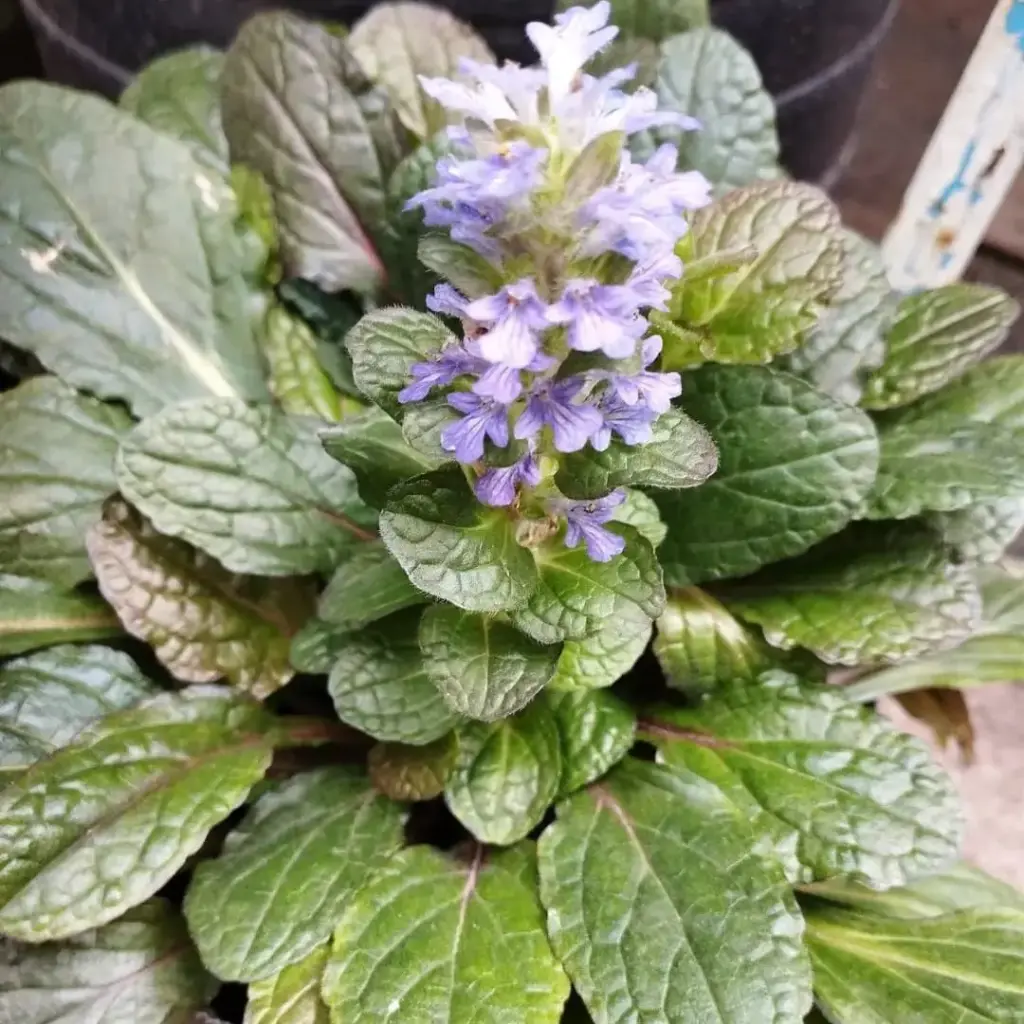 Ajuga Reptans