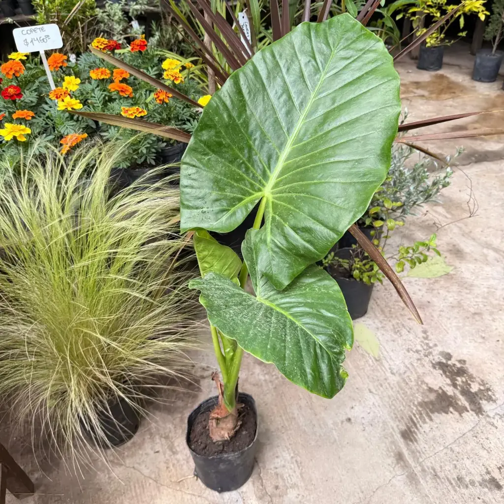 Alocasia odora "Oreja de Elefante" mediano