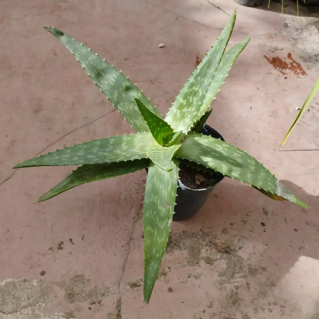 Aloe barbadensis "Aloe Vera" mediano