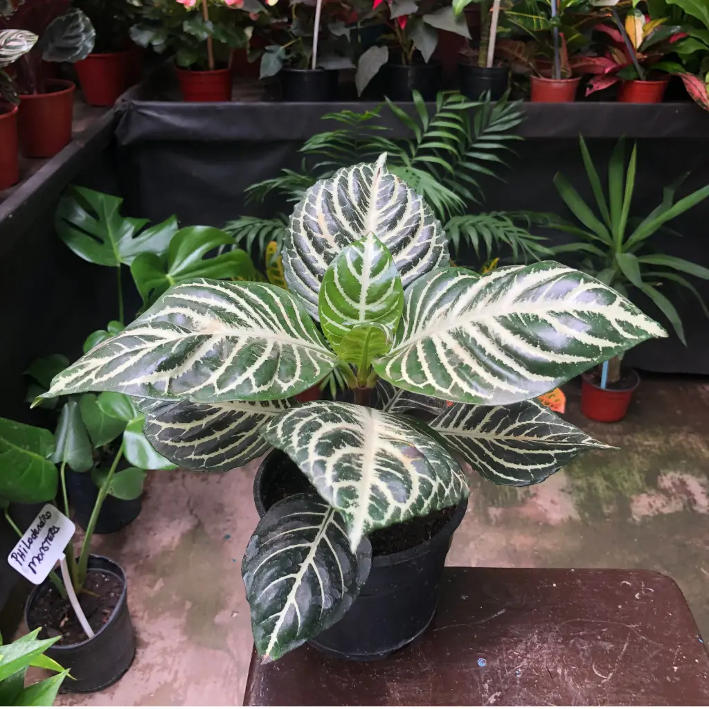 Aphelandra Squarrosa
