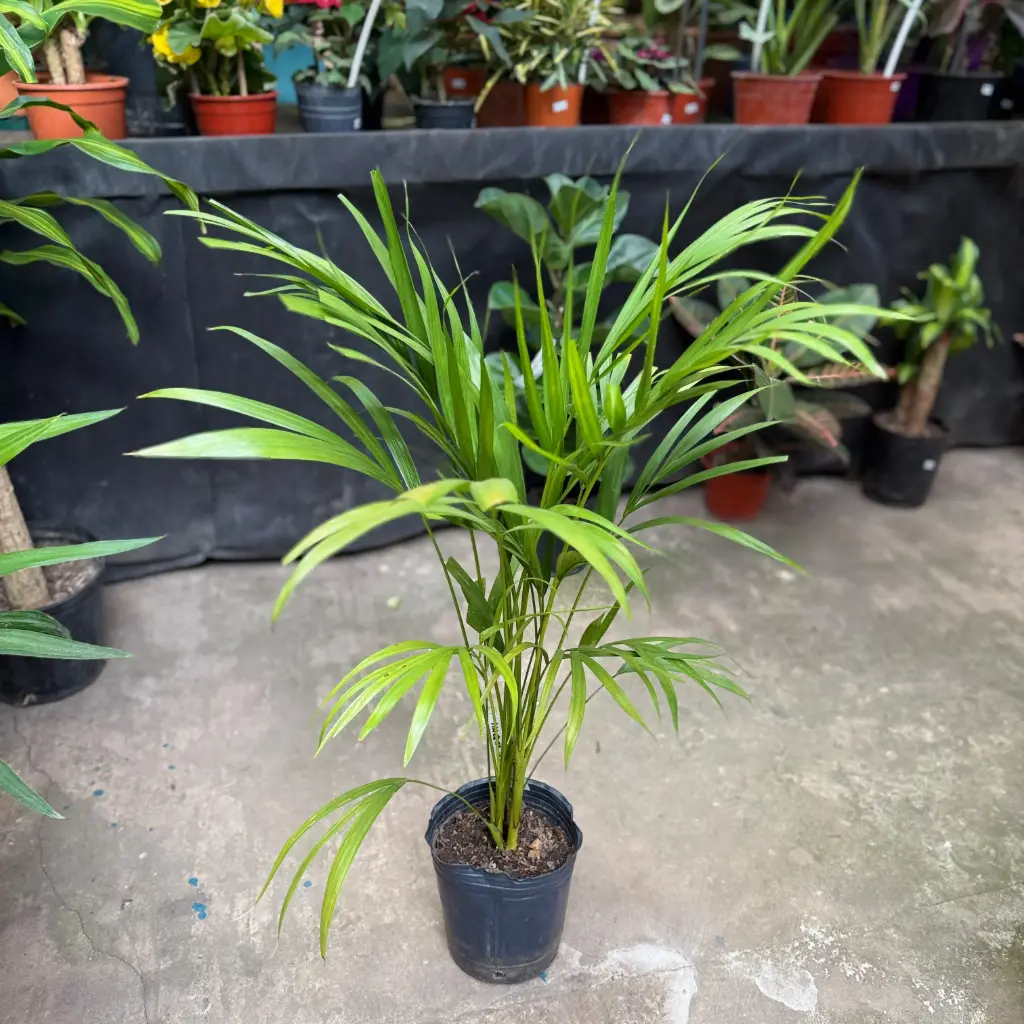 Dypsis lutescens "Areca"