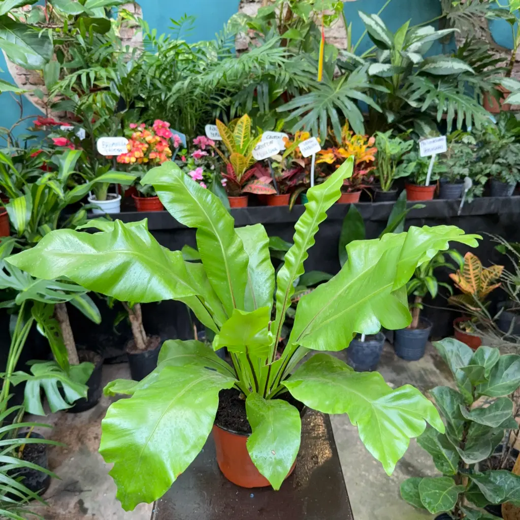 Asplenium Nidus "Helecho nido de ave" Maceta N°17