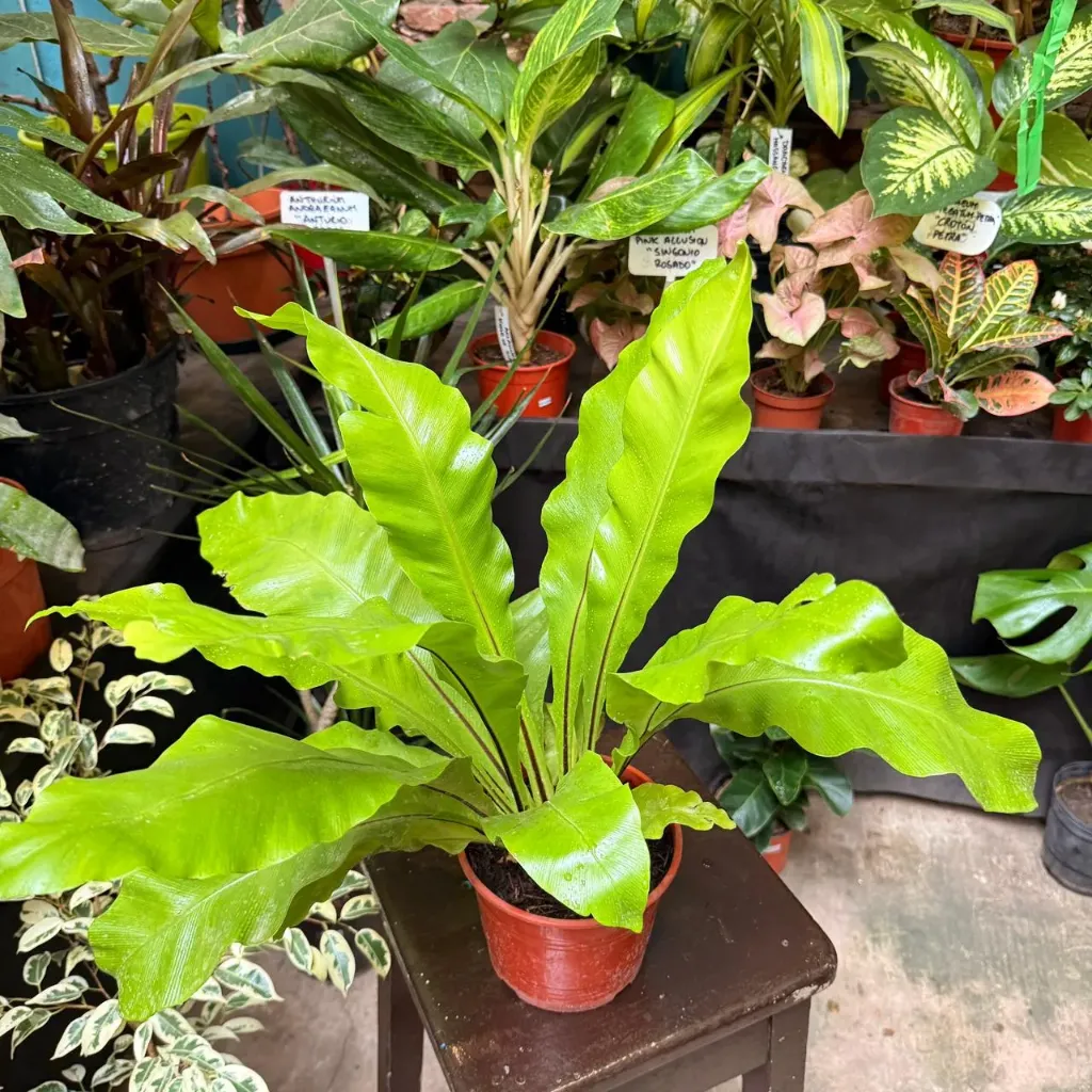 Asplenium Nidus "Helecho nido de ave" grande