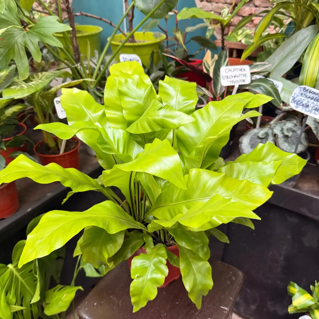 Asplenium Nidus "Helecho nido de ave"