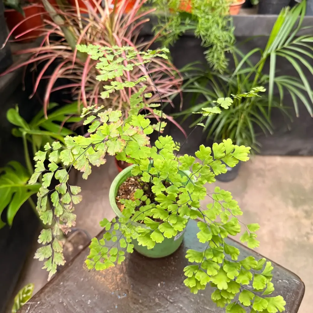 Asplenium Crispy "Helecho Crispy" Maceta N°12
