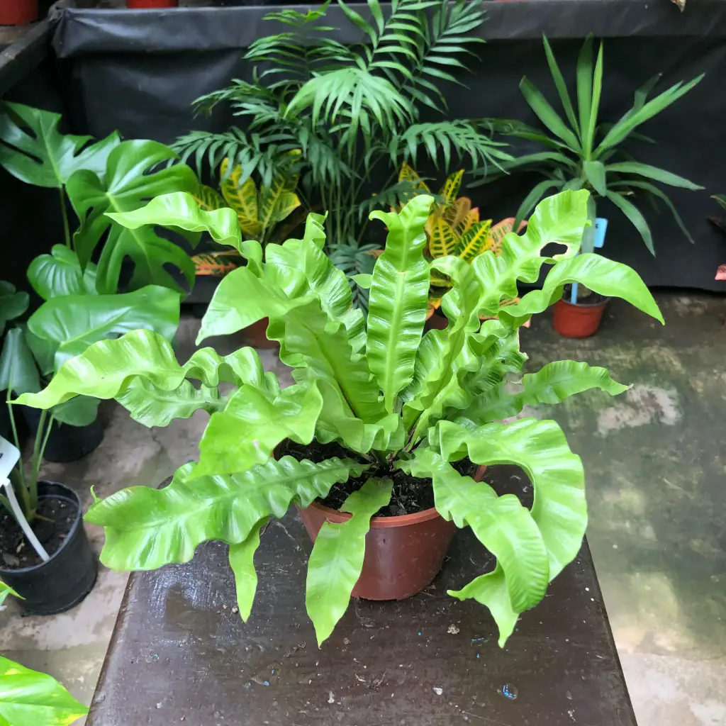 Asplenium Crispy "Helecho Crispy" Maceta N°12