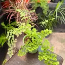 Asplenium Crispy "Helecho Crispy" Maceta N°12