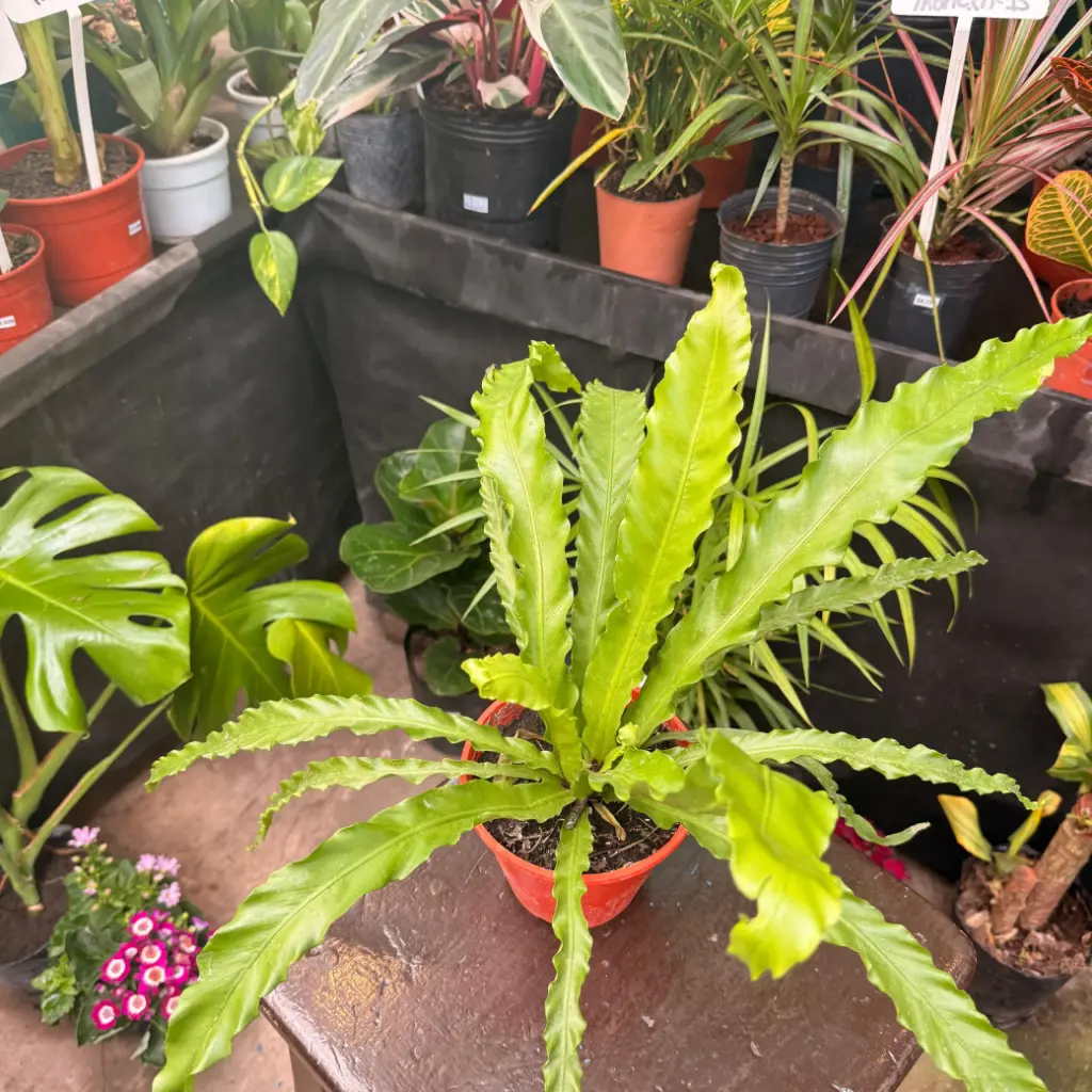 Asplenium nidus Osaka "Helecho Osaka"