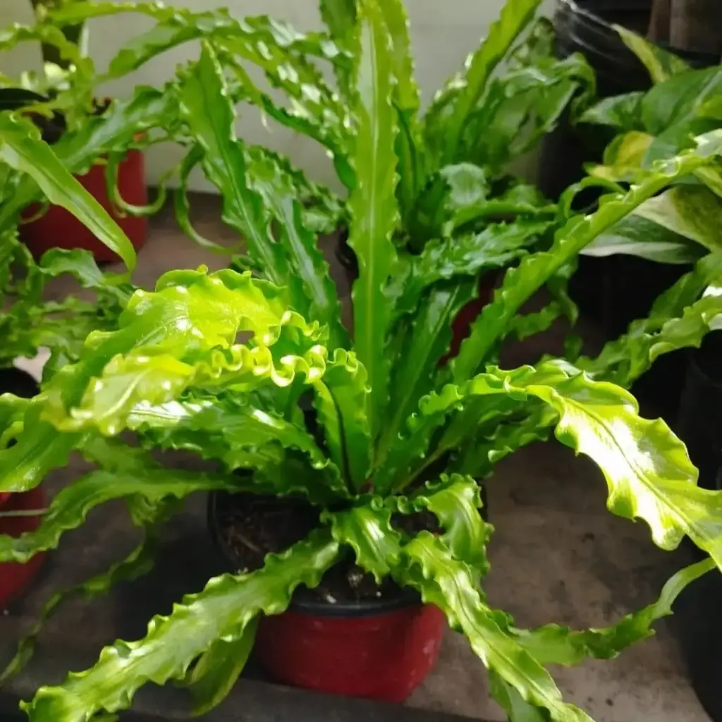 Asplenium osaka "Helecho Osaka" Maceta N°12
