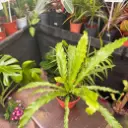 Asplenium nidus Osaka "Helecho Osaka"