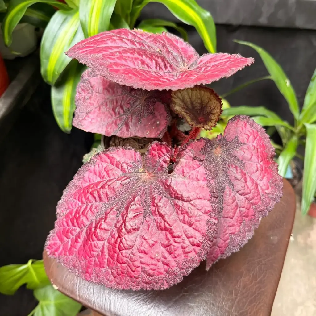 Begonia Rex