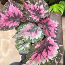 Begonia Rex