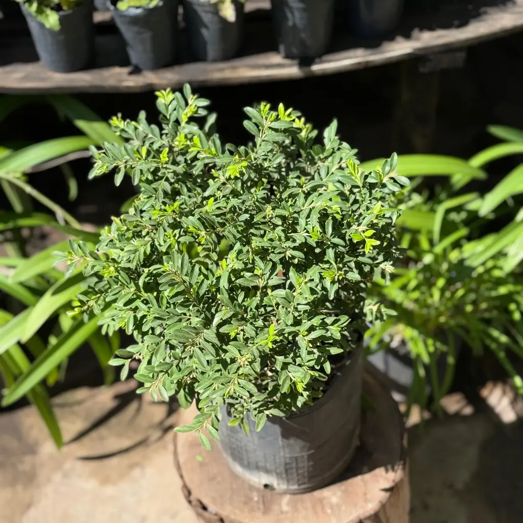 Buxus Microphylla