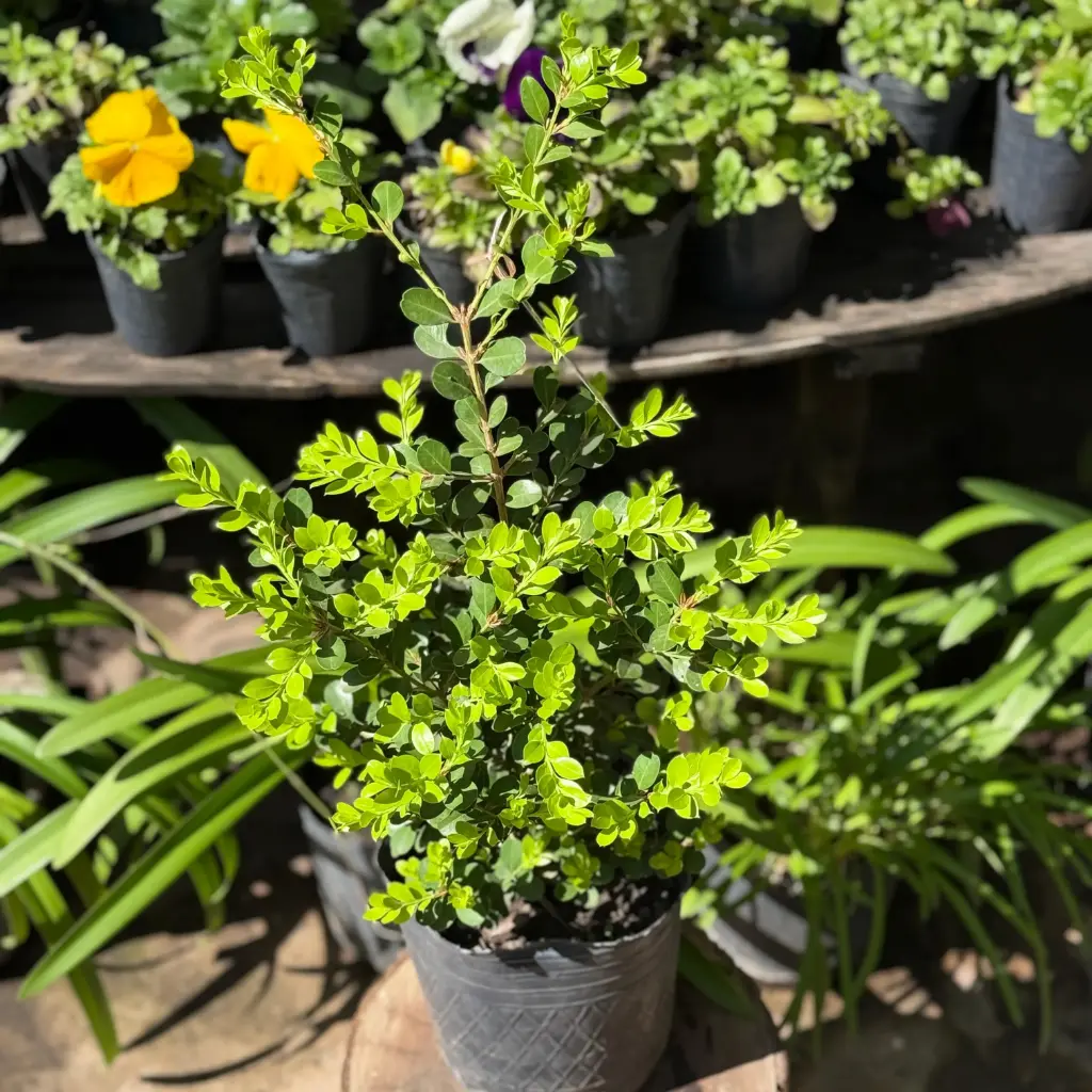 Buxus Sempervirens "Boj" Maceta 3 litros