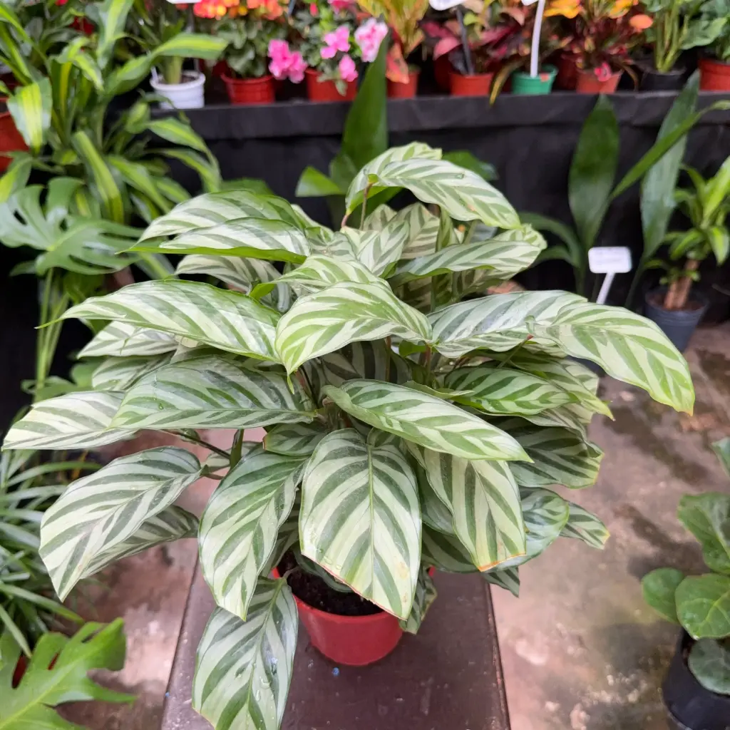 Calathea Lancifolia