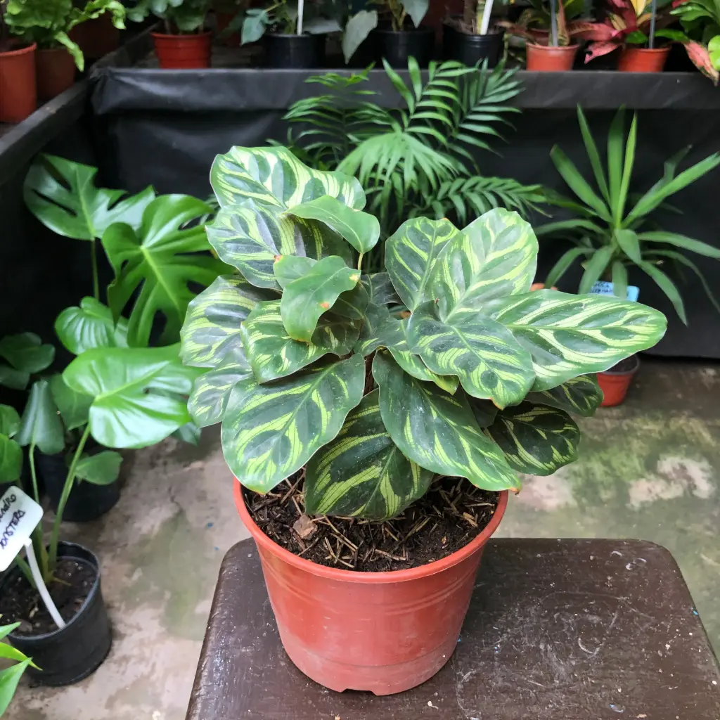 Goeppertia makoyana "Calathea Makoyana"