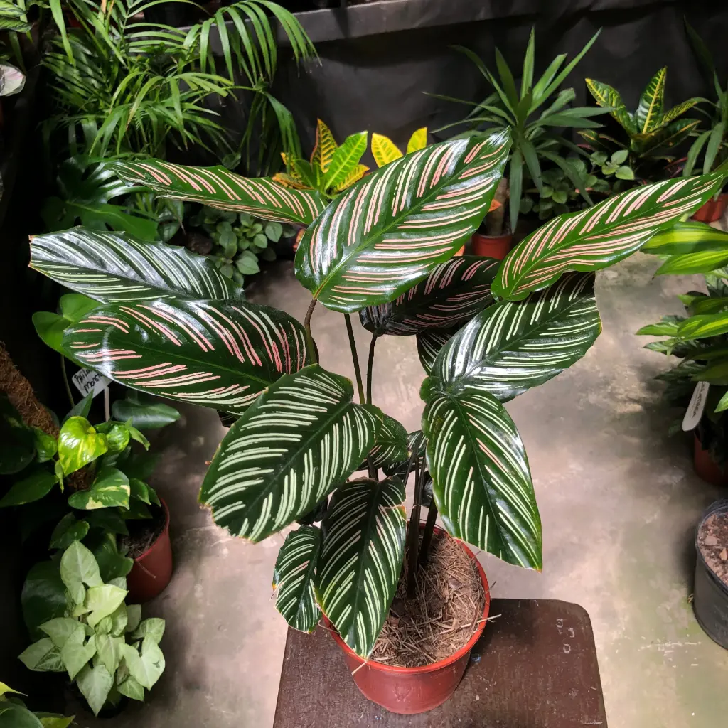Calathea Ornata mil rayas  